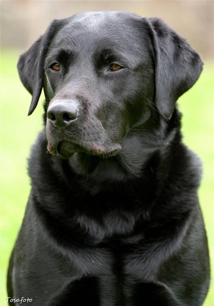 Labrador retriever Brown Hunt`s Landlubber  - Foto: Tosa Foto billede 2