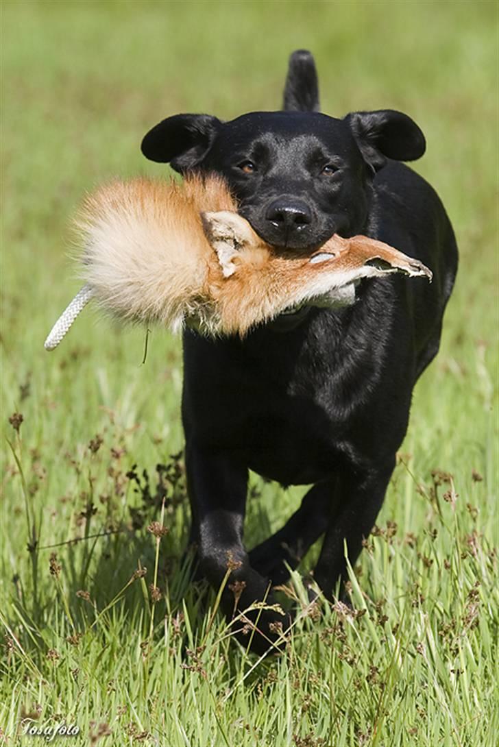 Labrador retriever Brown Hunt`s Landlubber  - Foto: Tosa Foto billede 3