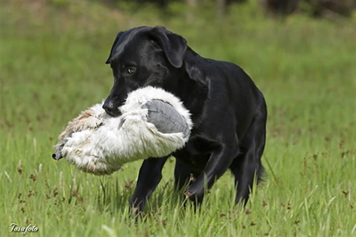 Labrador retriever Brown Hunt`s Landlubber  - Foto: Tosa Foto billede 4