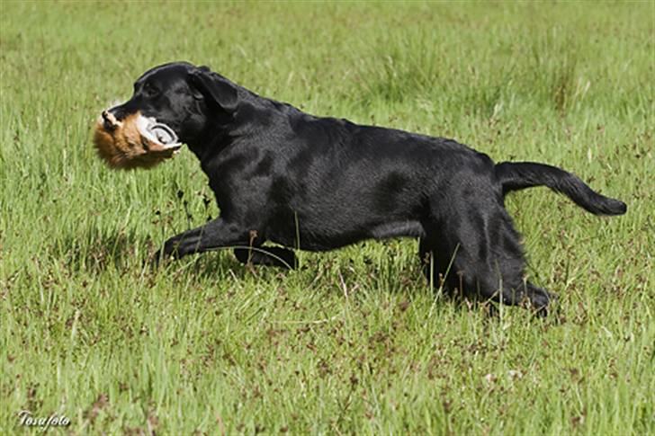 Labrador retriever Brown Hunt`s Landlubber  - Foto: Tosa Foto billede 5