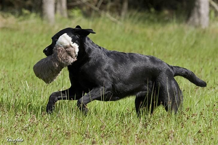 Labrador retriever Brown Hunt`s Landlubber  - Foto: Tosa Foto  billede 6