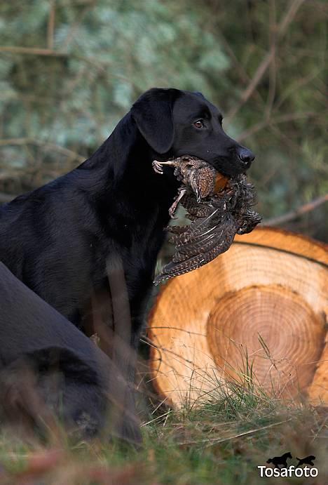 Labrador retriever Brown Hunt`s Landlubber  - Ronja 8 mdr. - Tosa Foto  billede 7