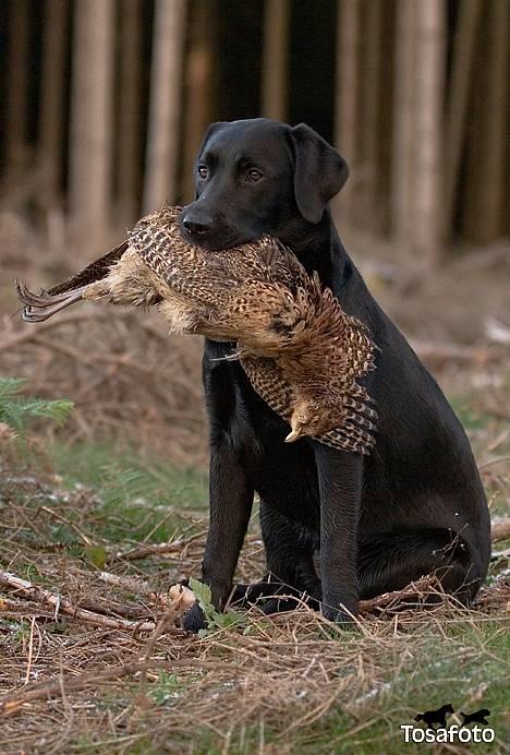 Labrador retriever Brown Hunt`s Landlubber  - Ronja 8 mdr. - Tosa Foto  billede 8