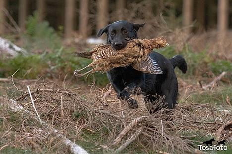 Labrador retriever Brown Hunt`s Landlubber  - Ronja 8 mdr. - Tosa Foto  billede 10