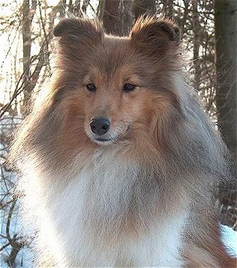 Shetland sheepdog Cassie billede 9