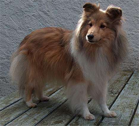 Shetland sheepdog Cassie - Cassie er nu blevet hele 9 år gammel billede 10