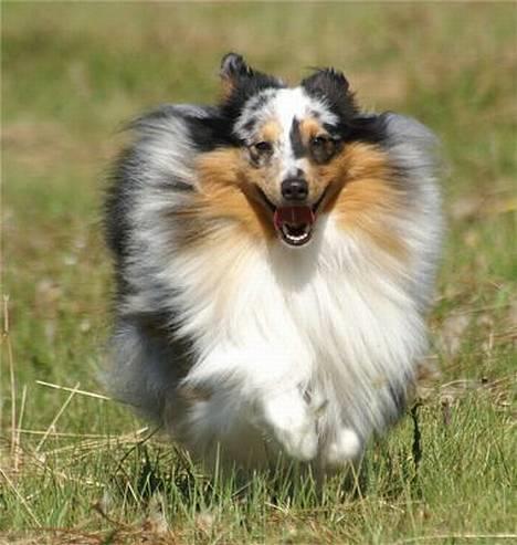 Shetland sheepdog Sofus - Fuld fart frem!!!!!!!!!!!!!! billede 13