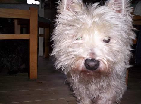 West highland white terrier Lajka billede 5