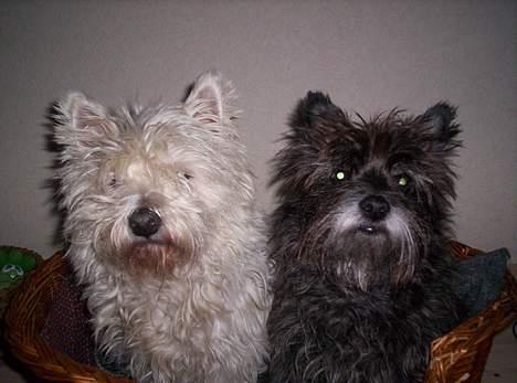 West highland white terrier Lajka billede 6