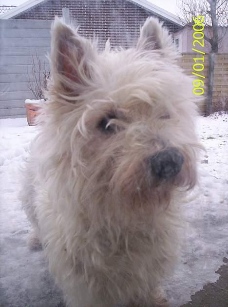 West highland white terrier Lajka billede 7