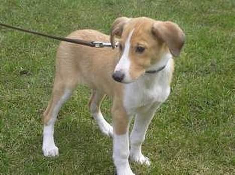 Blanding af racer bailey - fra Lisbeths salgsannonce, hvem kunne stå for den lille fyr!! billede 5