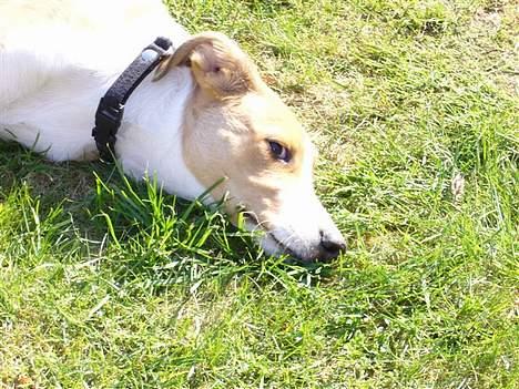 Blanding af racer bailey billede 6