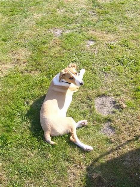 Blanding af racer bailey billede 7