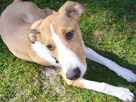 Blanding af racer bailey billede 8