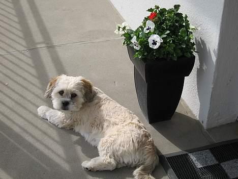 Lhasa apso Molly  - Farmand hørte du ikke hvad jeg sagde?? billede 9