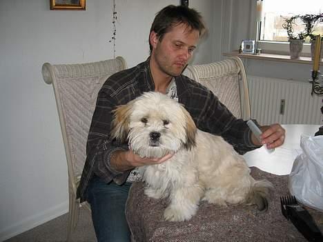 Lhasa apso Molly  - Go for it daddy,,,lad os få det overstået.. billede 10