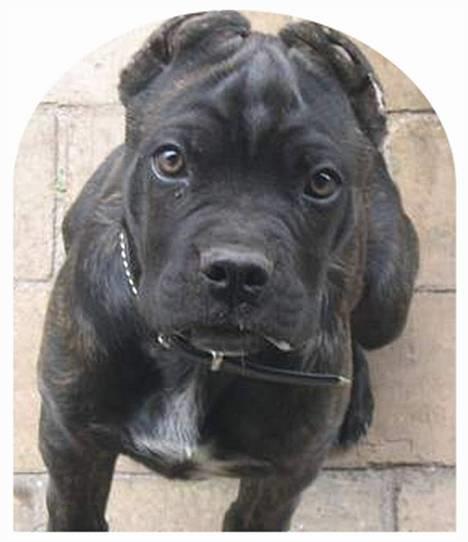 Cane corso xenia - xenia 12 uger billede 2