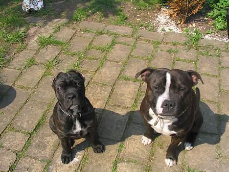 Cane corso xenia - xenia og milo billede 3