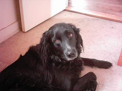 Blanding af racer Buster billede 8