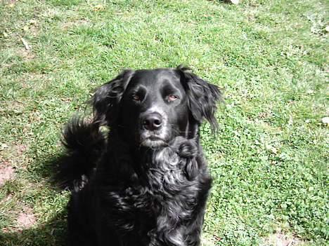 Blanding af racer Buster billede 9