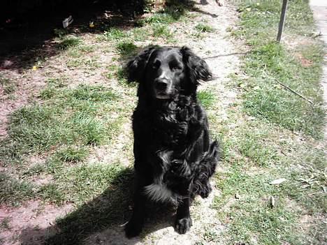 Blanding af racer Buster billede 10