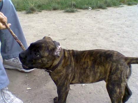 Dogo canario Centinela De Irema Curto  billede 4