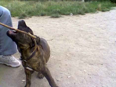 Dogo canario Centinela De Irema Curto  billede 5