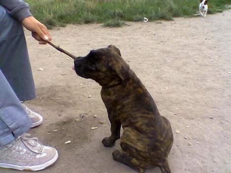 Dogo canario Centinela De Irema Curto  billede 6