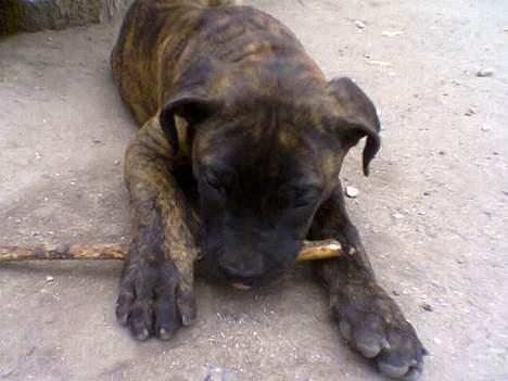 Dogo canario Centinela De Irema Curto  billede 7