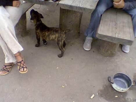 Dogo canario Centinela De Irema Curto  billede 8