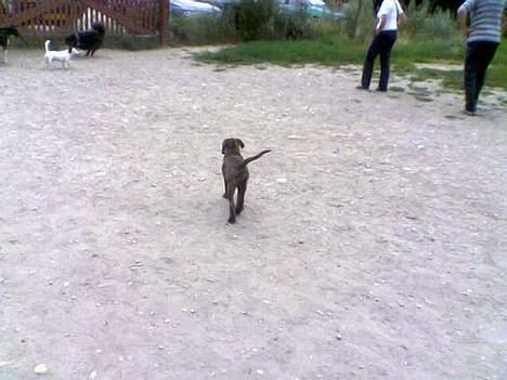 Dogo canario Centinela De Irema Curto  billede 9