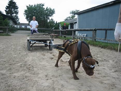 Blanding af racer buggi billede 12