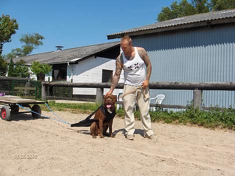 Blanding af racer buggi billede 13