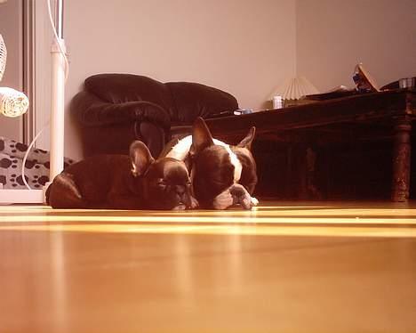 Fransk bulldog Gemelli - på stjernerne - mor smelter snart :) billede 15