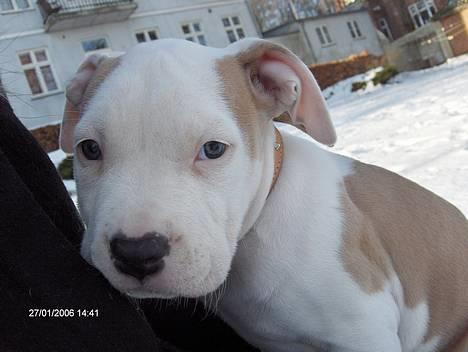 Amerikansk staffordshire terrier Prinsesse Thira RIP :( - Lige kommet hjem billede 1