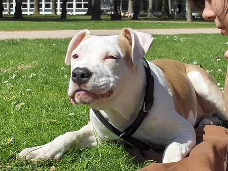 Amerikansk staffordshire terrier Prinsesse Thira RIP :( - Gumle gumle :) billede 3