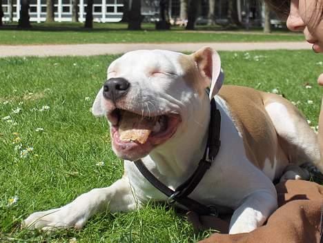 Amerikansk staffordshire terrier Prinsesse Thira RIP :( - GÆT EN RET :D billede 4