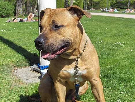 Amerikansk staffordshire terrier Prinsesse Thira RIP :( - Se min smukke bror! billede 5