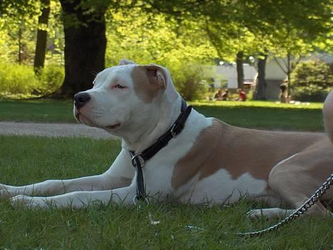 Amerikansk staffordshire terrier Prinsesse Thira RIP :( - Hygge i parken :) billede 6
