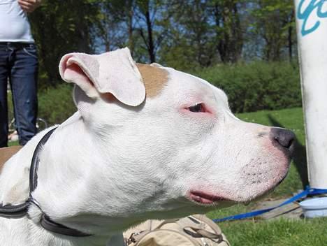 Amerikansk staffordshire terrier Prinsesse Thira RIP :( - Prinsessen i profil! billede 7