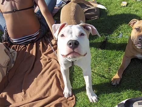 Amerikansk staffordshire terrier Prinsesse Thira RIP :( - SMIL :) billede 8