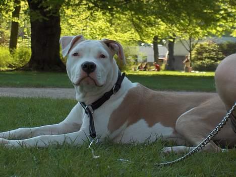 Amerikansk staffordshire terrier Prinsesse Thira RIP :( billede 9
