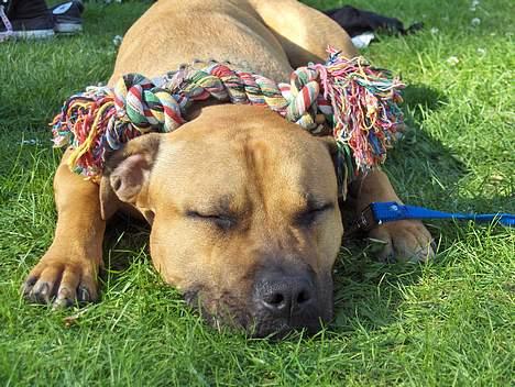 Amerikansk staffordshire terrier Prinsesse Thira RIP :( - Se hvad Thira har efterladt på basse ) billede 10