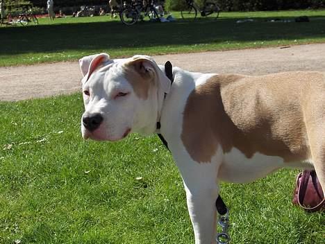 Amerikansk staffordshire terrier Prinsesse Thira RIP :( billede 11