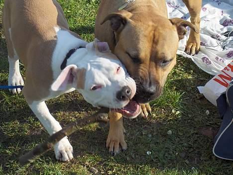 Amerikansk staffordshire terrier Prinsesse Thira RIP :( billede 12