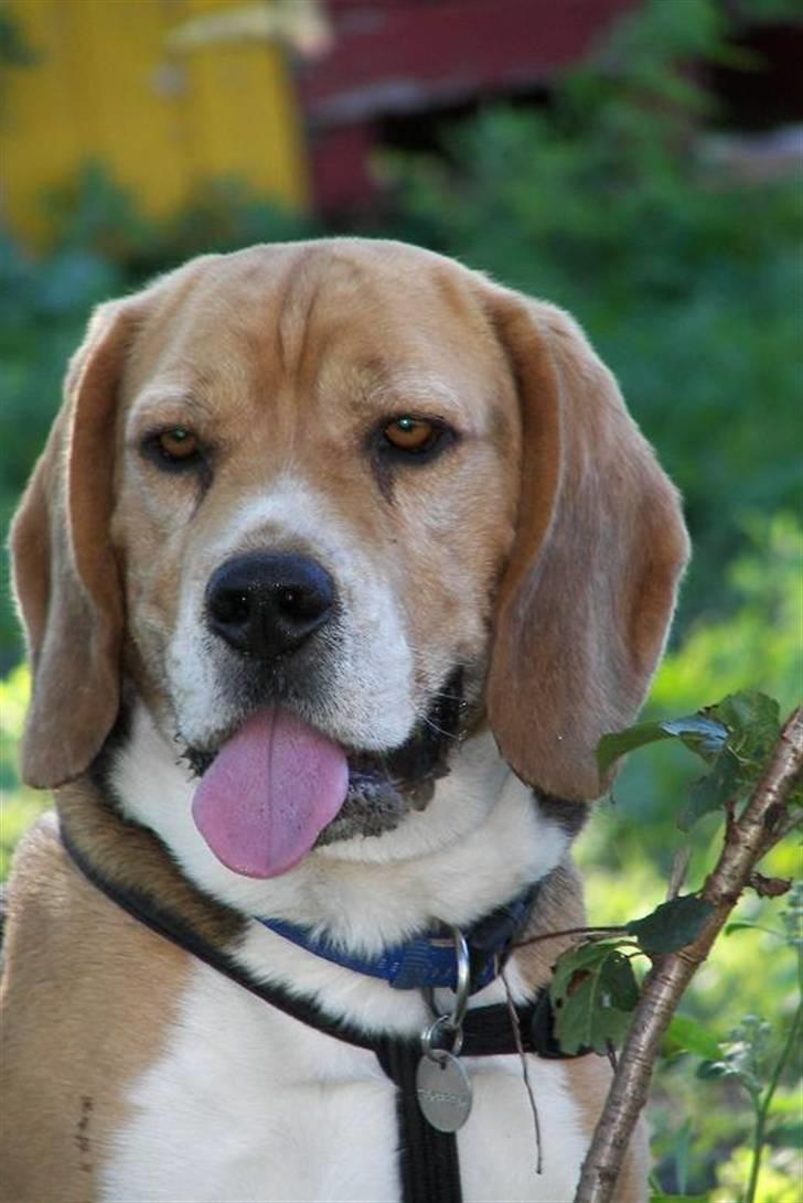 Beagle Bob  billede 1