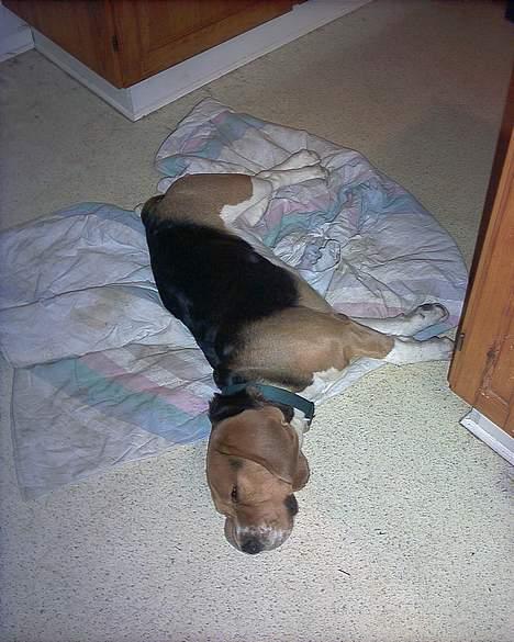 Beagle Bob  billede 2