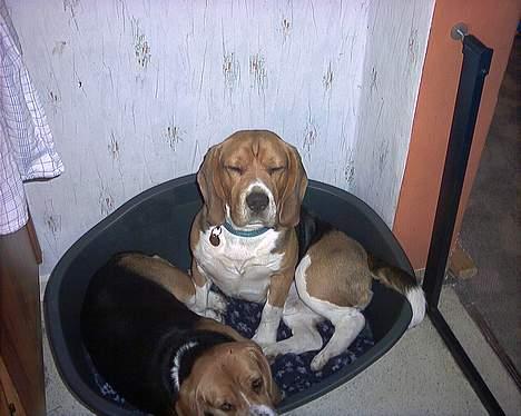 Beagle Bob  billede 3