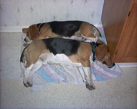 Beagle Bob  - Bob ligger yderst. billede 5