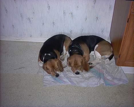 Beagle Bob  - bob til højre billede 6